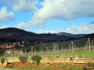 la Route des Vins d’Alsace4